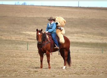 Caballo cuarto de milla, Yegua, 9 años, 152 cm, Alazán rojizo