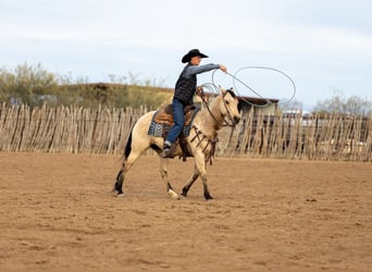 Caballo cuarto de milla, Yegua, 9 años, 152 cm, Buckskin/Bayo