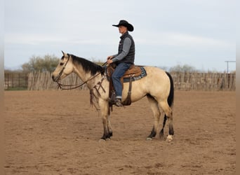 Caballo cuarto de milla, Yegua, 9 años, 152 cm, Buckskin/Bayo