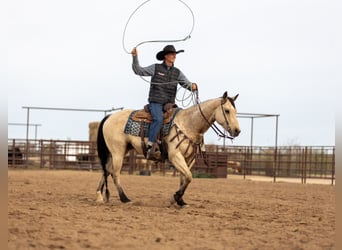 Caballo cuarto de milla, Yegua, 9 años, 152 cm, Buckskin/Bayo