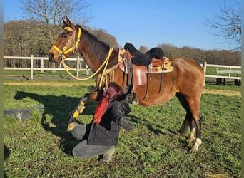 Caballo cuarto de milla, Yegua, 9 años, 152 cm, Castaño