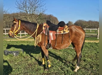 Caballo cuarto de milla, Yegua, 9 años, 152 cm, Castaño