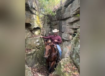 Caballo cuarto de milla, Yegua, 9 años, 152 cm, Castaño rojizo