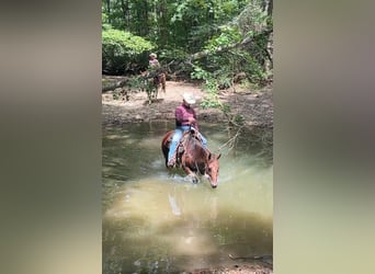 Caballo cuarto de milla, Yegua, 9 años, 152 cm, Castaño rojizo