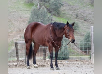 Caballo cuarto de milla, Yegua, 9 años, 152 cm, Castaño rojizo