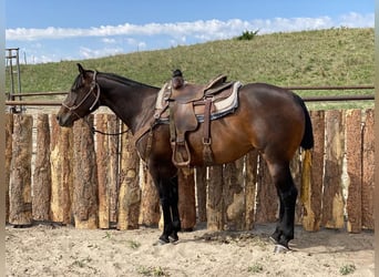 Caballo cuarto de milla, Yegua, 9 años, 152 cm, Castaño rojizo