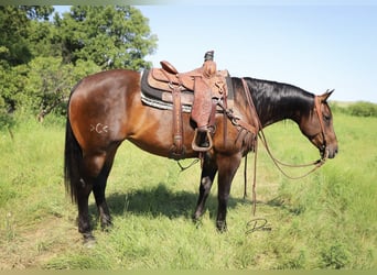 Caballo cuarto de milla, Yegua, 9 años, 152 cm, Castaño rojizo