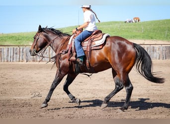 Caballo cuarto de milla, Yegua, 9 años, 152 cm, Castaño rojizo