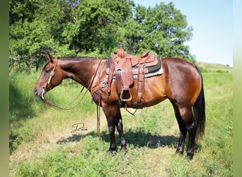 Caballo cuarto de milla, Yegua, 9 años, 152 cm, Castaño rojizo