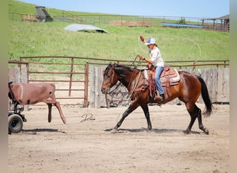 Caballo cuarto de milla, Yegua, 9 años, 152 cm, Castaño rojizo