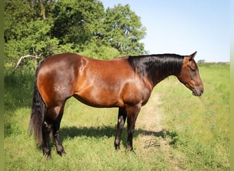 Caballo cuarto de milla, Yegua, 9 años, 152 cm, Castaño rojizo
