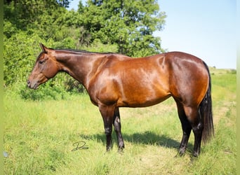 Caballo cuarto de milla, Yegua, 9 años, 152 cm, Castaño rojizo