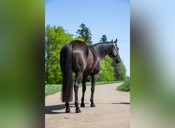 Caballo cuarto de milla, Yegua, 9 años, 152 cm, Negro