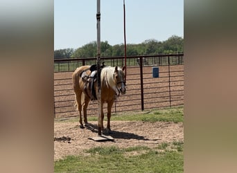 Caballo cuarto de milla, Yegua, 9 años, 152 cm, Palomino