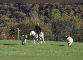 Caballo cuarto de milla, Yegua, 9 años, 152 cm, Tordo