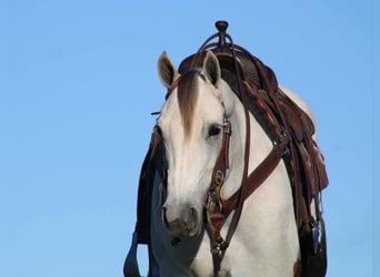 Caballo cuarto de milla, Yegua, 9 años, 152 cm, Tordo