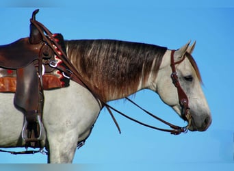 Caballo cuarto de milla, Yegua, 9 años, 152 cm, Tordo