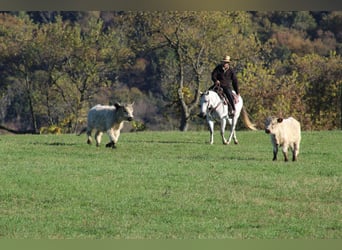 Caballo cuarto de milla, Yegua, 9 años, 152 cm, Tordo