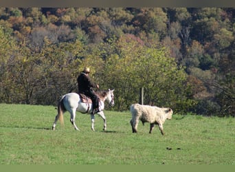 Caballo cuarto de milla, Yegua, 9 años, 152 cm, Tordo
