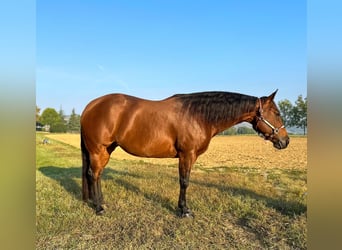 Caballo cuarto de milla, Yegua, 9 años, 153 cm, Castaño