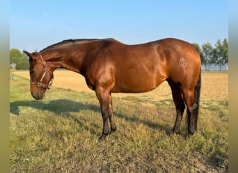 Caballo cuarto de milla, Yegua, 9 años, 153 cm, Castaño