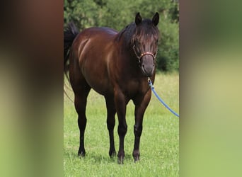 Caballo cuarto de milla, Yegua, 9 años, 153 cm, Negro