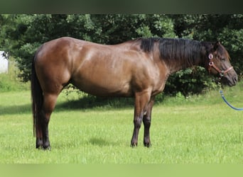 Caballo cuarto de milla, Yegua, 9 años, 153 cm, Negro