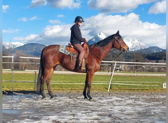 Caballo cuarto de milla, Yegua, 9 años, 159 cm, Castaño