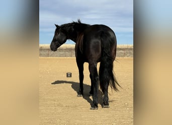 Caballo cuarto de milla, Yegua, 9 años, 163 cm, Negro