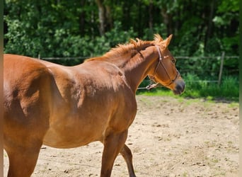 Caballo cuarto de milla, Yegua, 9 años, Alazán