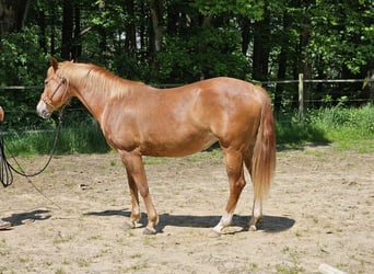 Caballo cuarto de milla, Yegua, 9 años, Alazán