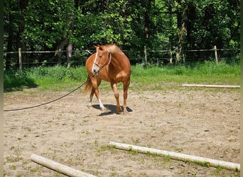 Caballo cuarto de milla, Yegua, 9 años, Alazán