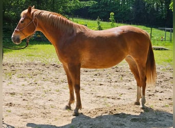 Caballo cuarto de milla, Yegua, 9 años, Alazán