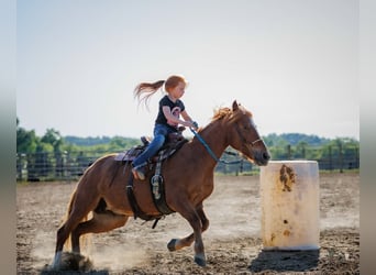 Caballo cuarto de milla Mestizo, Yegua, 9 años, Alazán rojizo