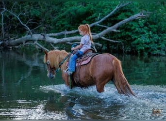 Caballo cuarto de milla Mestizo, Yegua, 9 años, Alazán rojizo