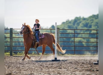 Caballo cuarto de milla Mestizo, Yegua, 9 años, Alazán rojizo