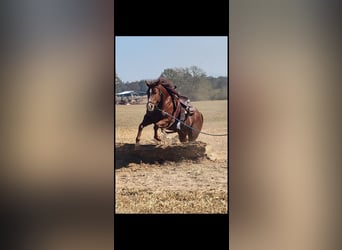 Caballo cuarto de milla, Yegua, 9 años, Alazán rojizo