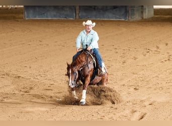 Caballo cuarto de milla, Yegua, 9 años, Alazán rojizo