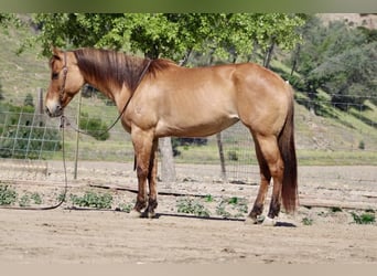 Caballo cuarto de milla, Yegua, 9 años, Bayo
