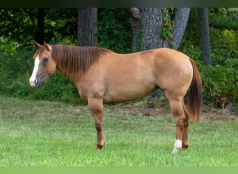 Caballo cuarto de milla, Yegua, 9 años, Bayo