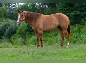 Caballo cuarto de milla, Yegua, 9 años, Bayo