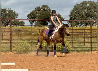 Caballo cuarto de milla, Yegua, 9 años, Buckskin/Bayo