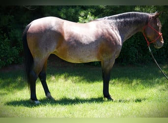 Caballo cuarto de milla, Yegua, 9 años, Castaño-ruano
