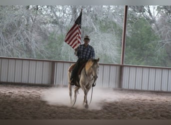 Caballo cuarto de milla, Yegua, 9 años, Champán