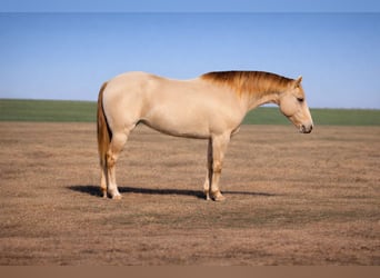 Caballo cuarto de milla, Yegua, 9 años, Champán
