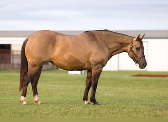Caballo cuarto de milla, Yegua, 9 años, Grullo