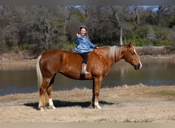 Caballo cuarto de milla, Yegua, 9 años, Palomino