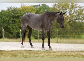 Caballo cuarto de milla, Yegua, 9 años, Ruano azulado