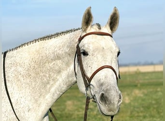 Caballo cuarto de milla, Yegua, 9 años, Tordo