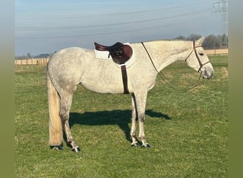 Caballo cuarto de milla, Yegua, 9 años, Tordo